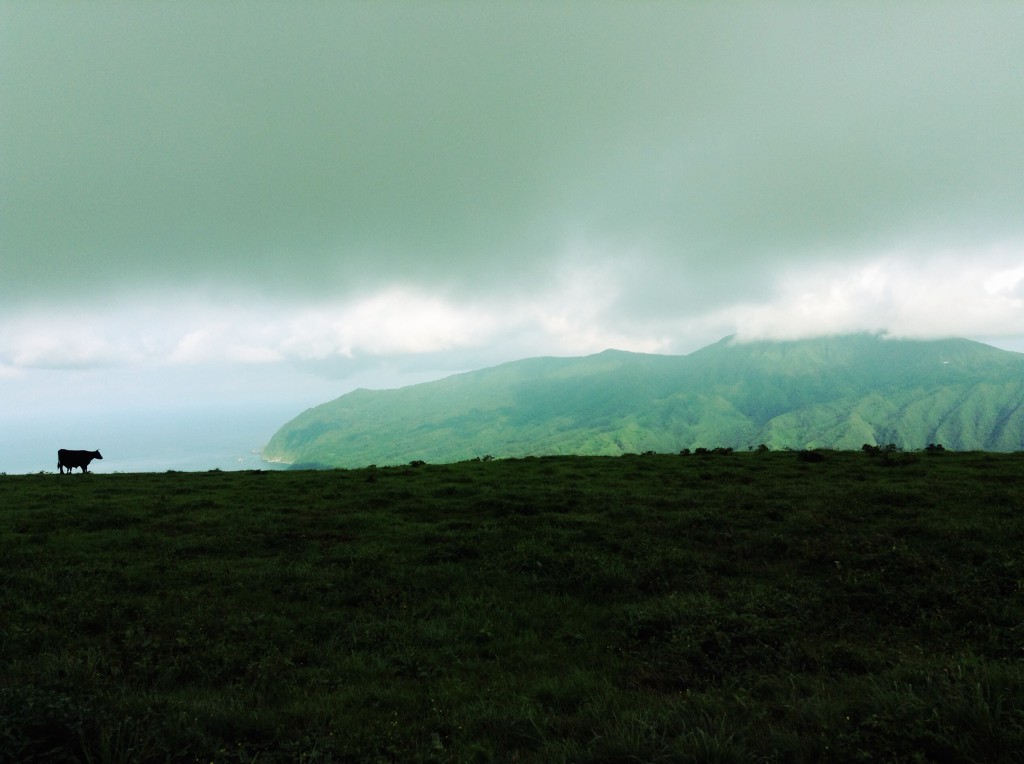 八丈島ふれあい牧場